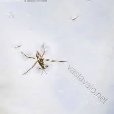 Attēlu rezultāti vaicājumam “Limnoporus rufoscutellatus”