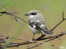 Image result for Lanius minor