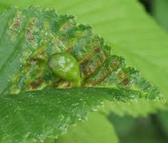 Attēlu rezultāti vaicājumam “Tetraneura ulmi”