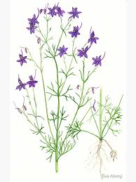 Image result for Consolida regalis