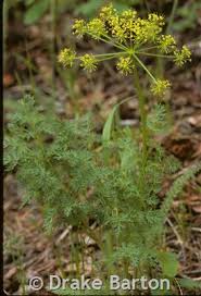 Attēlu rezultāti vaicājumam “Diderma rufostriatum young”