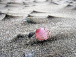 Attēlu rezultāti vaicājumam “Macoma baltica”