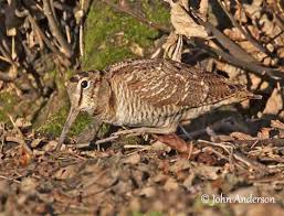 Attēlu rezultāti vaicājumam “Scolopax rusticola juvenile”