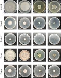 Attēlu rezultāti vaicājumam “Dianema depressum spores”