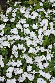 Image result for Impatiens walleriana