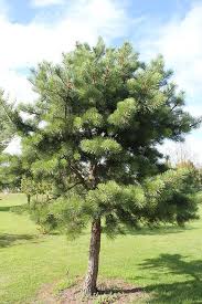 Attēlu rezultāti vaicājumam “Pinus nigra”