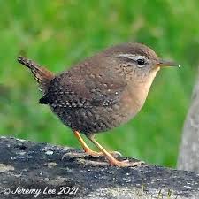 Attēlu rezultāti vaicājumam “Troglodytes troglodytes”