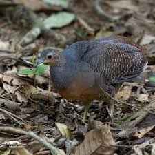 Attēlu rezultāti vaicājumam “Bayeriola thymicola”
