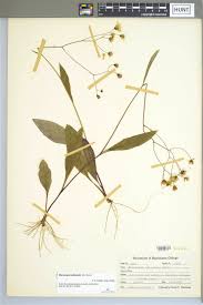 Attēlu rezultāti vaicājumam “Hieracium vulgatum”