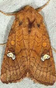 Attēlu rezultāti vaicājumam “Amphipoea”