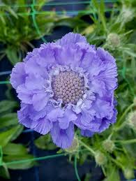 Image result for scabiosa caucasica