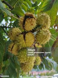 Attēlu rezultāti vaicājumam “Aesculus hippocastanum fruit”