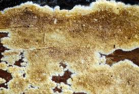 Attēlu rezultāti vaicājumam “Coniophora puteana”