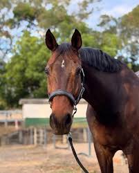 Image result for Dalkeith Park Equestrian Club