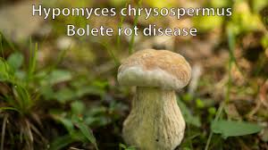Attēlu rezultāti vaicājumam “Hypomyces chrysospermus”
