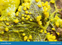 Attēlu rezultāti vaicājumam “Lignydium muscorum plasmodium”