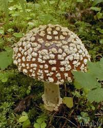 Attēlu rezultāti vaicājumam “Amanita regalis”