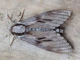 Attēlu rezultāti vaicājumam “Sphinx pinastri”