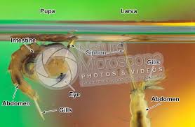 Attēlu rezultāti vaicājumam “Culex pipiens larva”