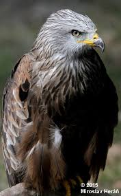 Image result for Milvus milvus