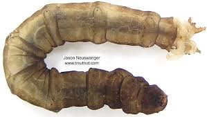 Attēlu rezultāti vaicājumam “Tipulidae”