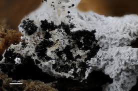 Attēlu rezultāti vaicājumam “Physarum penetrale macro”