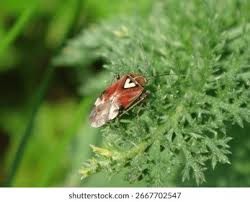 Attēlu rezultāti vaicājumam “Lygus pratensis imago”