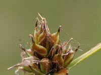 Attēlu rezultāti vaicājumam “Carex ornithopoda fruit”