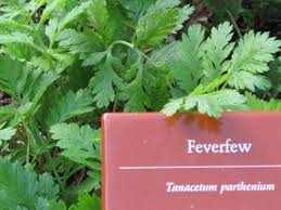Image result for Tanacetum parthenium
