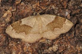 Attēlu rezultāti vaicājumam “Plagodis pulveraria”