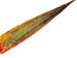 Attēlu rezultāti vaicājumam “Polytrichum juniperinum sporophyte”