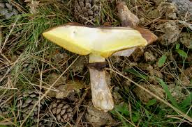 Attēlu rezultāti vaicājumam “Suillus luteus”