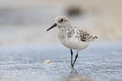Attēlu rezultāti vaicājumam “Calidris”