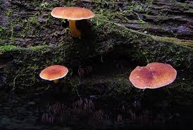 Attēlu rezultāti vaicājumam “Tricholomopsis rutilans”