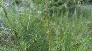 Attēlu rezultāti vaicājumam “Filipendula vulgaris bud”