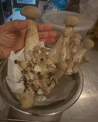 Image result for macrocybe titans