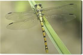 Attēlu rezultāti vaicājumam “Ophiogomphus cecilia”