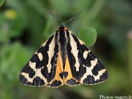 Attēlu rezultāti vaicājumam “Parasemia plantaginis male”