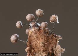 Attēlu rezultāti vaicājumam “Stemonitis herbatica”