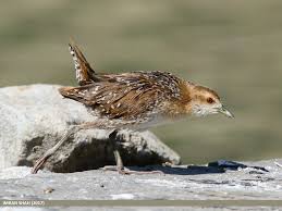 Image result for Porzana pusilla