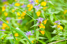 Attēlu rezultāti vaicājumam “Melampyrum nemorosum flower”