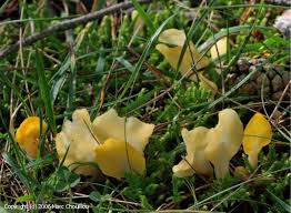 Attēlu rezultāti vaicājumam “Spathularia flavida”