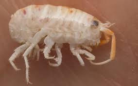 Attēlu rezultāti vaicājumam “Talitrus saltator”