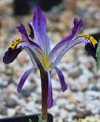 Attēlu rezultāti vaicājumam “Iris rosenbachiana”