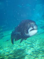 Image result for Cymatoceps nasutus