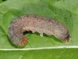 Attēlu rezultāti vaicājumam “Mniotype satura”