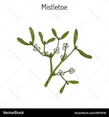 Attēlu rezultāti vaicājumam “Viscum album”