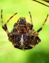 Attēlu rezultāti vaicājumam “Araneus diadematus juvenile”
