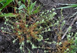 Attēlu rezultāti vaicājumam “Scleranthus perennis”