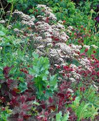 Attēlu rezultāti vaicājumam “Anthriscus”